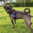Pack Promenade Anti-Traction Milo Paws - Attache 1 Clic, Double Anneau Frontal & Dorsal