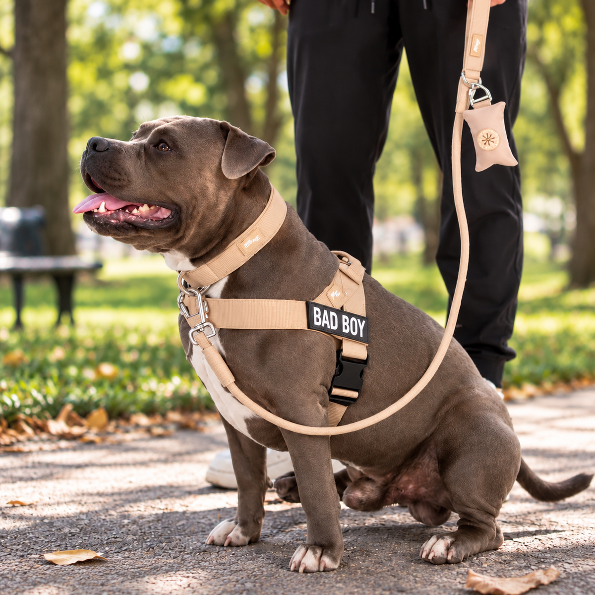 Pack Promenade Anti-Traction Milo Paws - Attache 1 Clic, Double Anneau Frontal & Dorsal